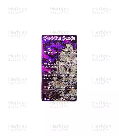 Graines de cannabis Morpheus CBD (Buddha Seeds)