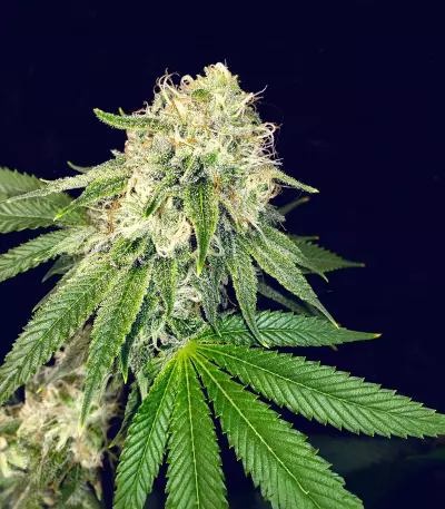 Purple Punch x Lemon Drizzle Feminized Seeds (Barney’s Farm)