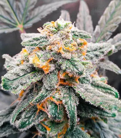 Quarter Pounder Autoflower Feminized Seeds (EGS)