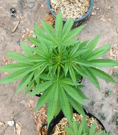 Graines de cannabis Royal Moby (RQS)
