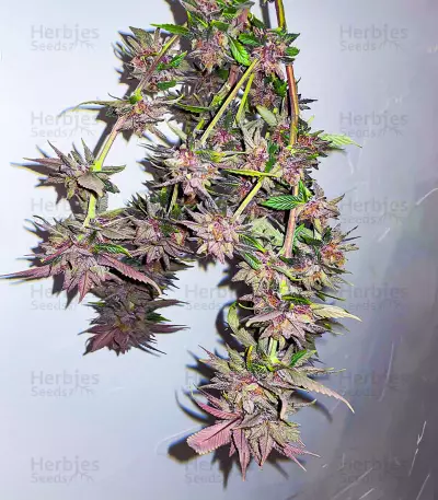 เมล็ด Still Bubba (AlphaFem Seeds)