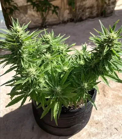 Auto Bruce Banner XXL feminized seeds