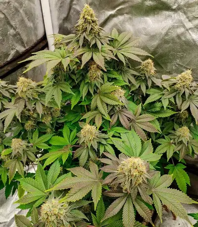 Blackberry Moonrocks Auto Seeds (AlphaFem Seeds)