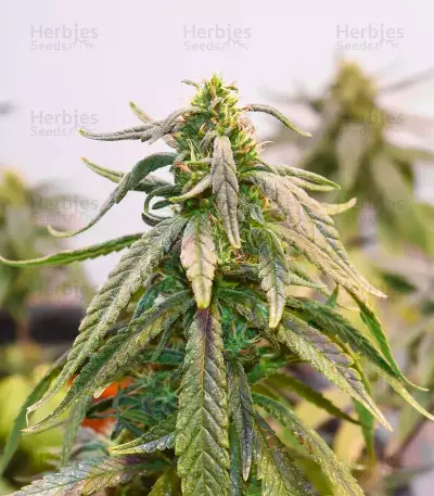 Bubba Kush Feminized Seeds