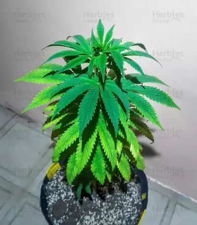 Bubba Kush Marijuana Strain
