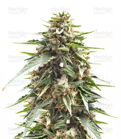 DJ’s Gold (DNA Genetics)