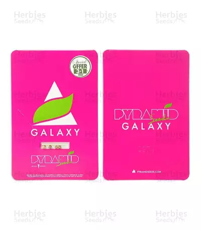 Galaxy feminized seeds