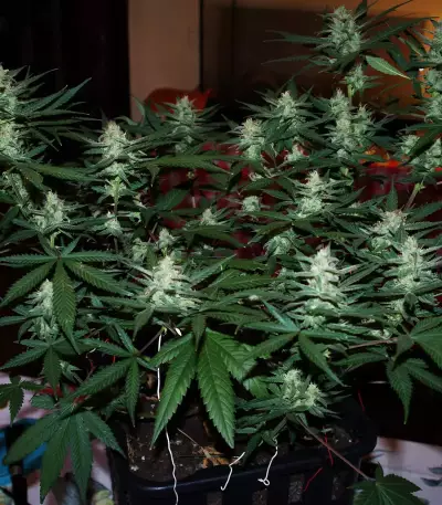 Semi Femminizzati Gelato Auto (Fast Buds)