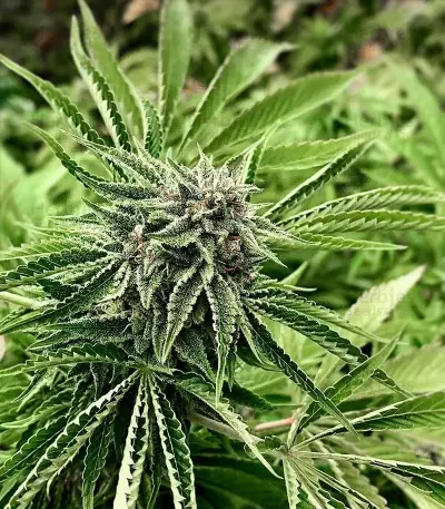 Gorilla Glue #4 (Herbies Seeds)