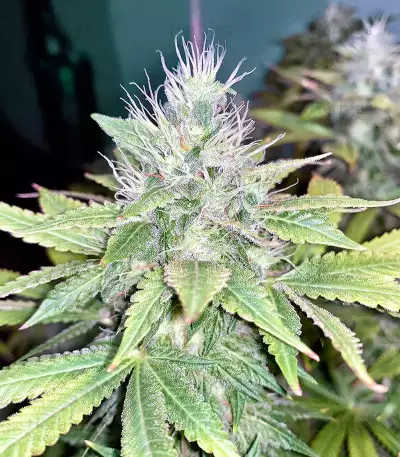 Graines de cannabis Glookies (Barney's Farm)