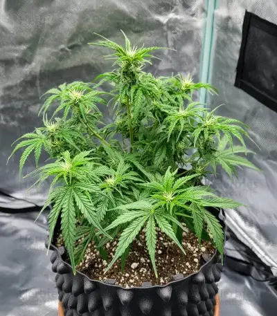 Kerosene Krash Auto Seeds