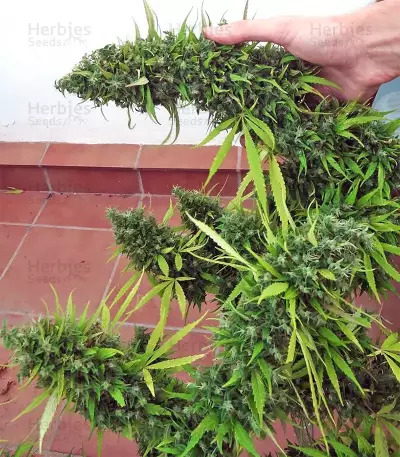Confezione da allevatori libanesi Semi regolari