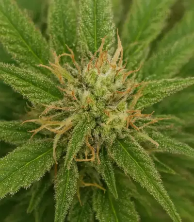 Sementes Feminizadas de Mango Frost Auto (Fast Buds)