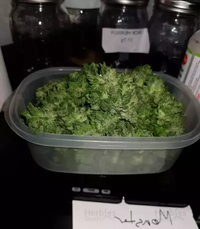 Monster Gorilla Glue (Monster Genetics)