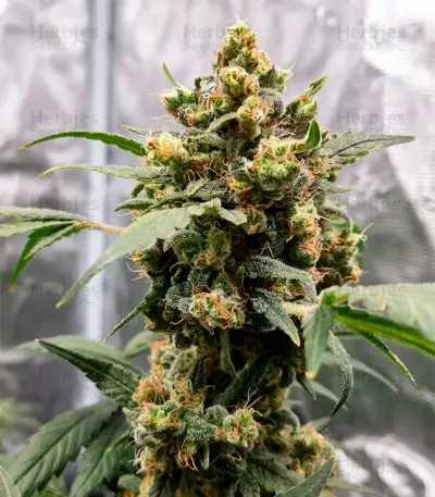 Nikki & Swami’s Taängie Seeds