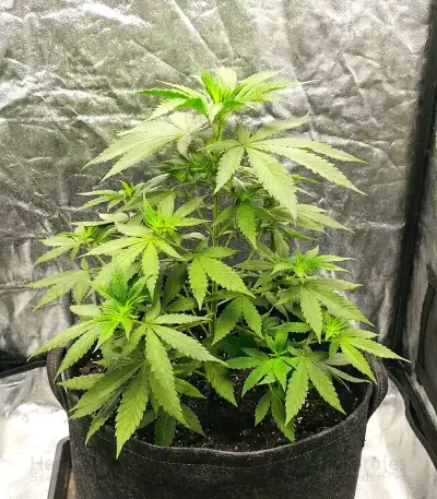 Orange Bud 2.0 Seeds