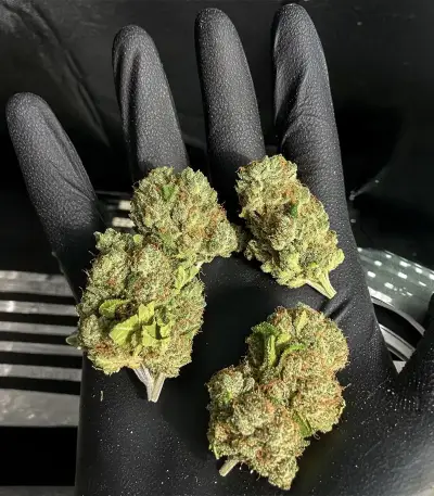 Original Moby Dick Auto Seeds