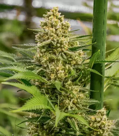 Semi Femminizzati Princess Haze (Brothers Grimm Seeds)