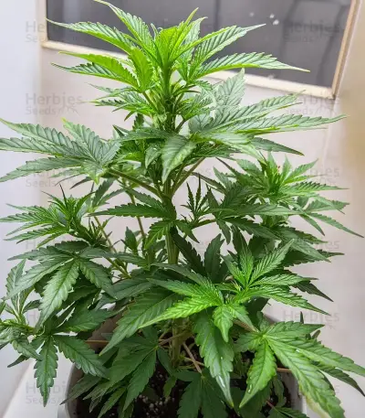 Purple Stilton Auto Seeds