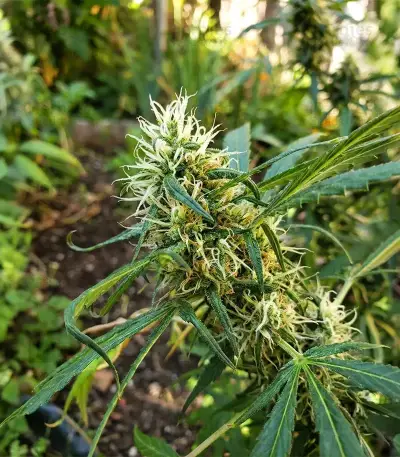 Shamanic Haze feminized seeds