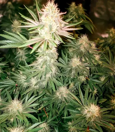 Semi femminizzati Skunky Monkey Auto