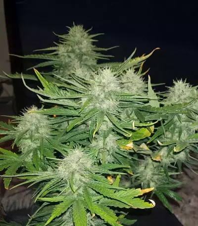 Skywalker Auto Seeds