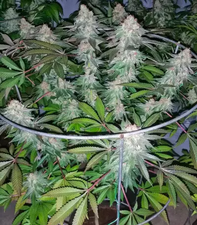 Smurfberry Auto feminized seeds