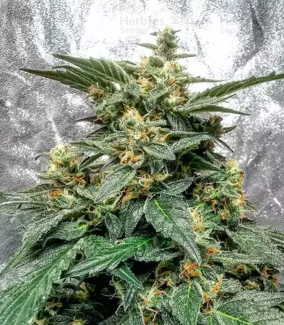 S.O.D.K Auto feminized seeds