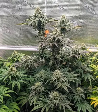 Sorbet Stash (DNA Genetics)