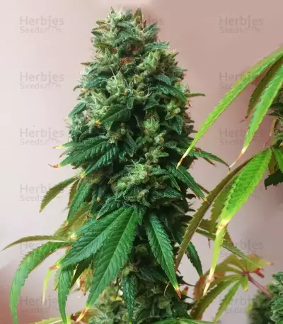Sour Diesel Seeds (Big Head Seeds)