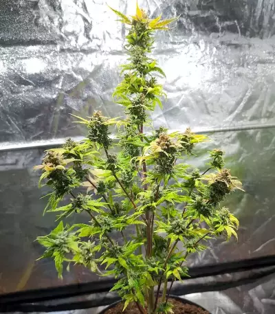 Super Orange Haze Auto Feminized Seeds (Mephisto Genetics)