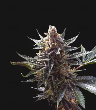 Graines de cannabis Tangie (Big Head Seeds)