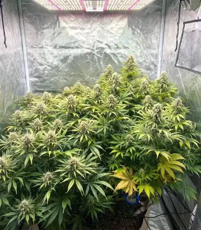 White Russian Seeds