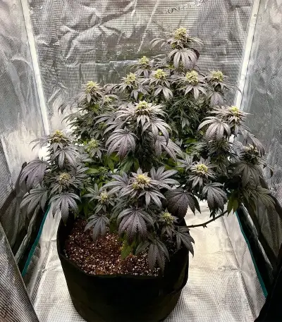 White Tahoe Cookies Auto Seeds