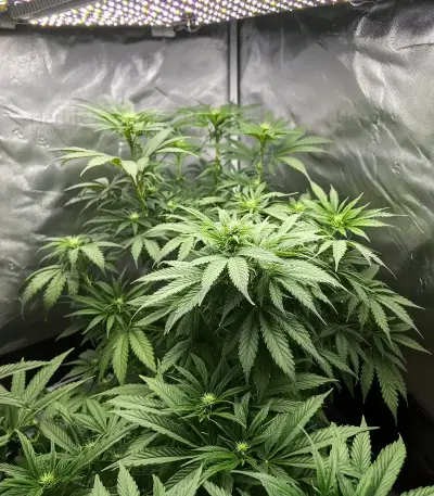 White Widow (RQS)