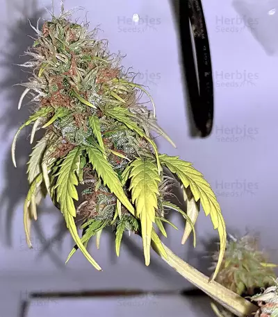 White Widow feminized seeds (Seedstockers)