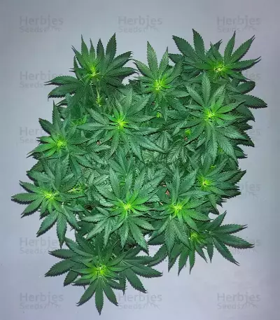 Wombat (BlimBurn Seeds)