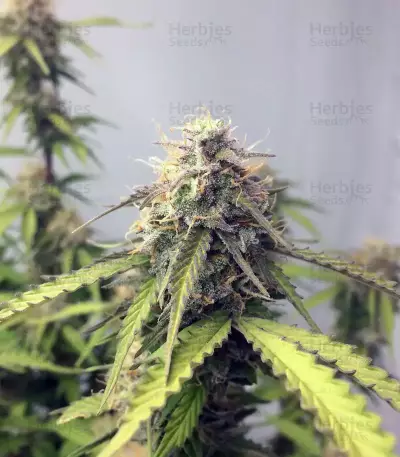 XXL Fem Mix (Seedstockers)