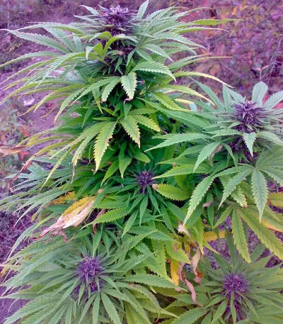 Sweet Purple feminized seeds
