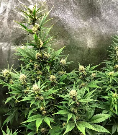 Semillas Feminizadas Tropicanna Poison XL Auto (Sweet Seeds)