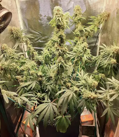 Tropicanna Banana cannabis strain