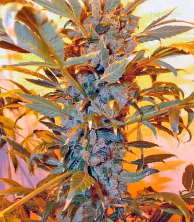Graines de cannabis Ultra Skunk (Dutch Passion)