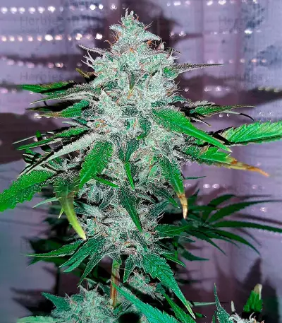 Jack Herer (Herbies Seeds)