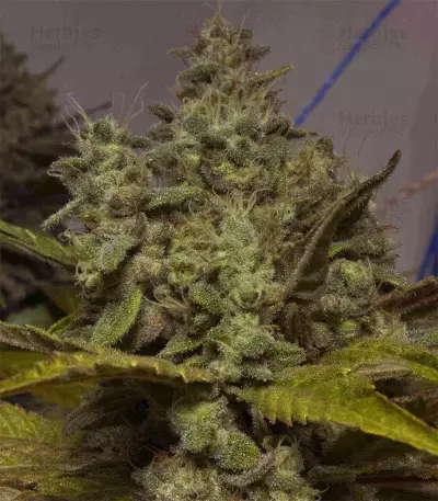 8 Miles High Seeds