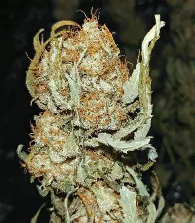 Alien OG strain