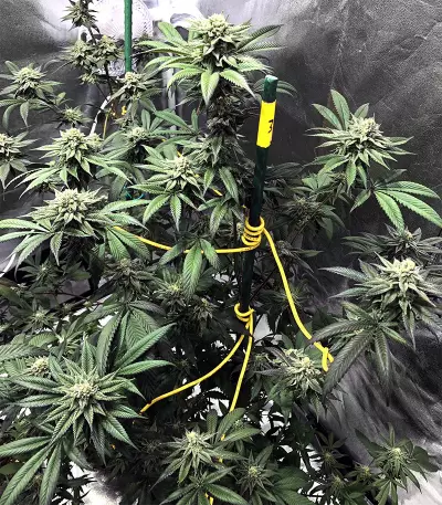Amnesia OG strain