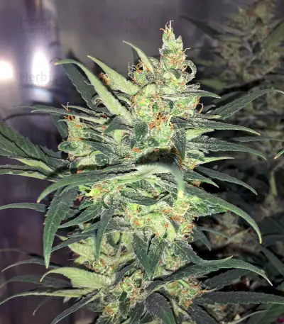 Auto Amnesia Seeds