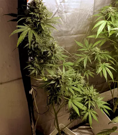 Auto Kaya 47 feminized seeds