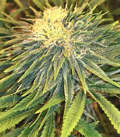 Auto Purple Gorilla Seeds
