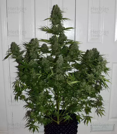 Pro Auto Mix Seeds (Seedstockers)